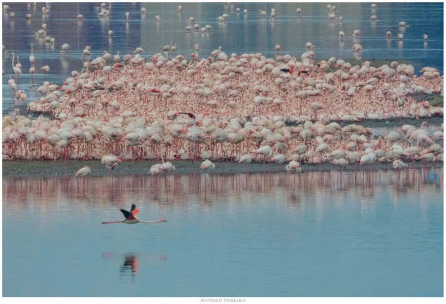 Cagliari: EcoSafari Flamingos Tour in Molentargius Park - The guide makes the difference