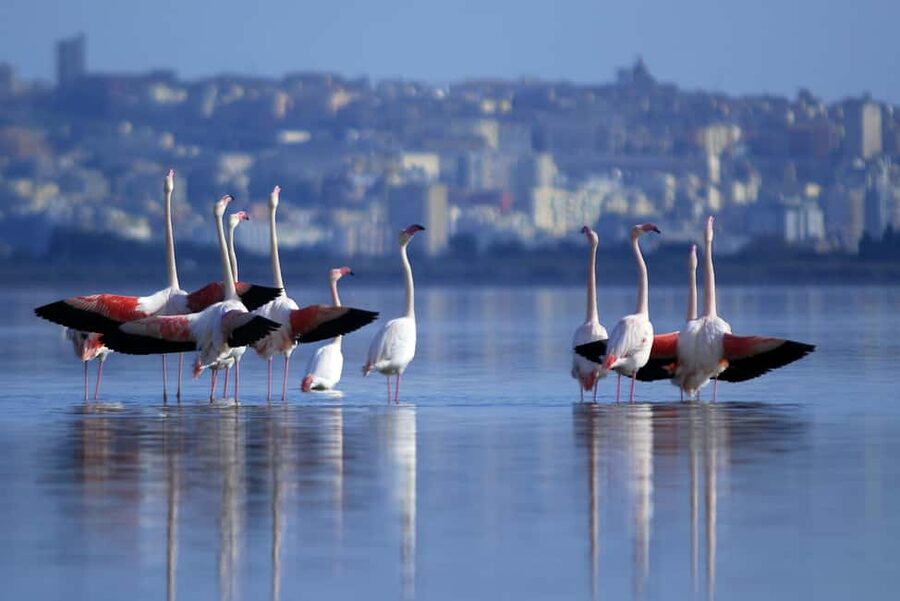 Cagliari: EcoSafari Flamingos Tour in Molentargius Park - Is $29 a fair price?