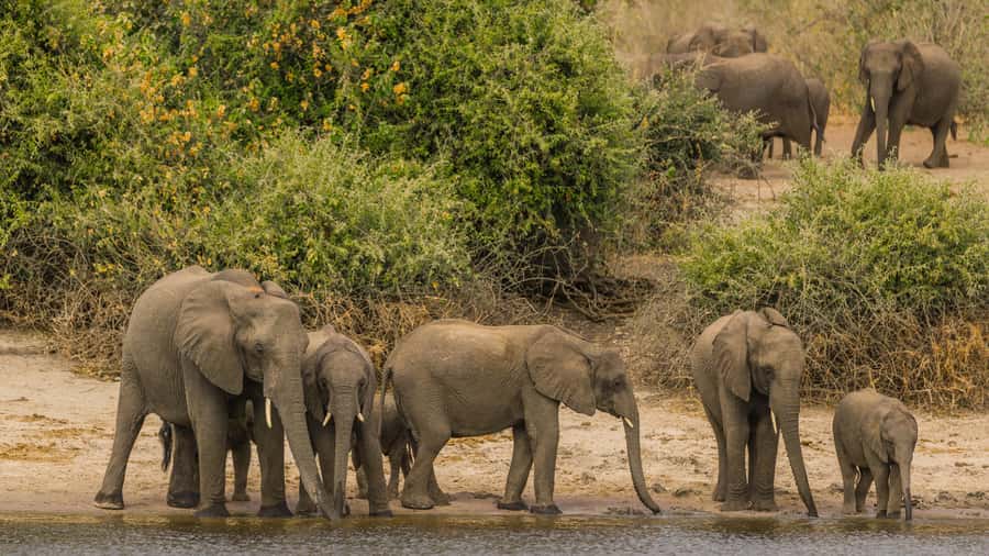 Cairo: Guided Day Trip to Africa Safari Park with Lunch - What kind of safari park is this?