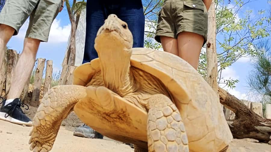 Cairo: Guided Day Trip to Africa Safari Park with Lunch - Reptiles, falcons, and smaller animals