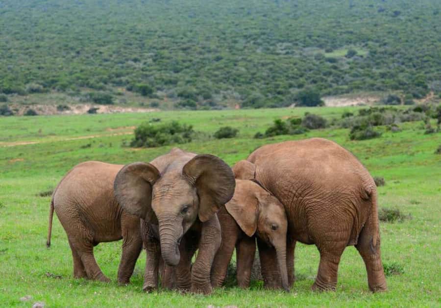 Cairo: Guided Day Trip to Africa Safari Park with Lunch - Who will enjoy this day most?