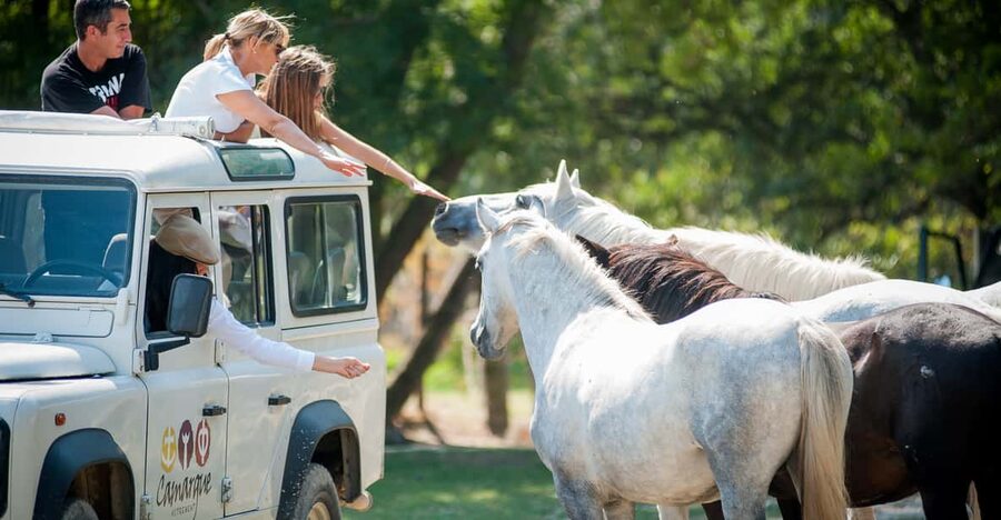Camargue: Half-Day 4x4 Guided Safari Adventure - Key points to know before you book