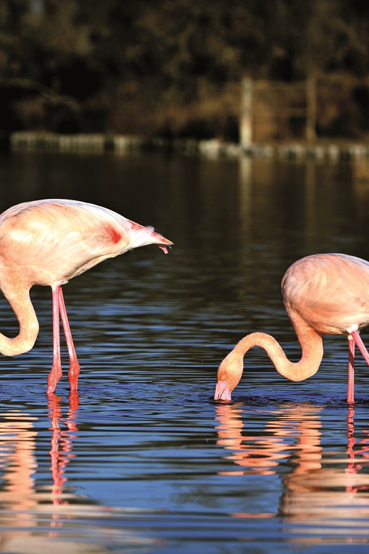 Camargue: Half-Day 4x4 Guided Safari Adventure - Rice fields, marshes, canals, and flamingos