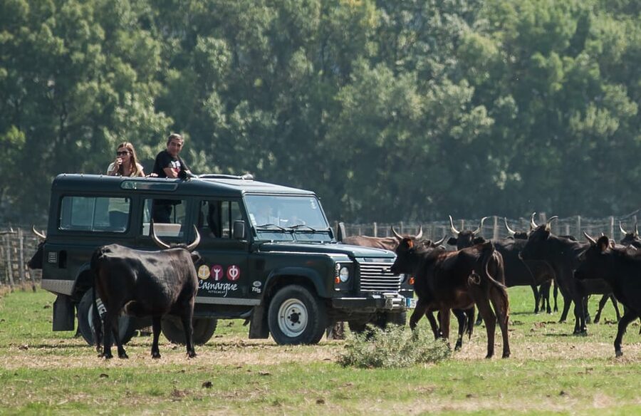 Camargue: Half-Day 4x4 Guided Safari Adventure - Mas du Notaire turns the final stop into lunch by another name