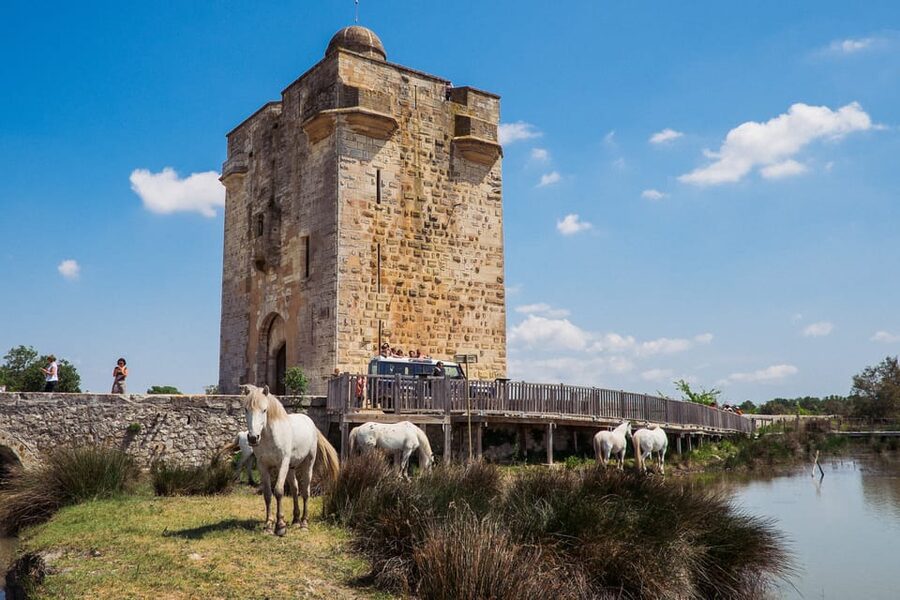 Camargue: Half-Day 4x4 Guided Safari Adventure - Comfort, clothing, and practical details