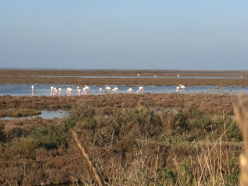 Camargue: Safari from Saintes-Maries-de-la-Mer - A working bull farm and the culture of the Camargue