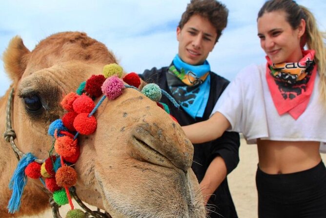 Camel Encounter and Safari Ride with Lunch and Alcohol Tasting - Meeting the camels beside the Pacific