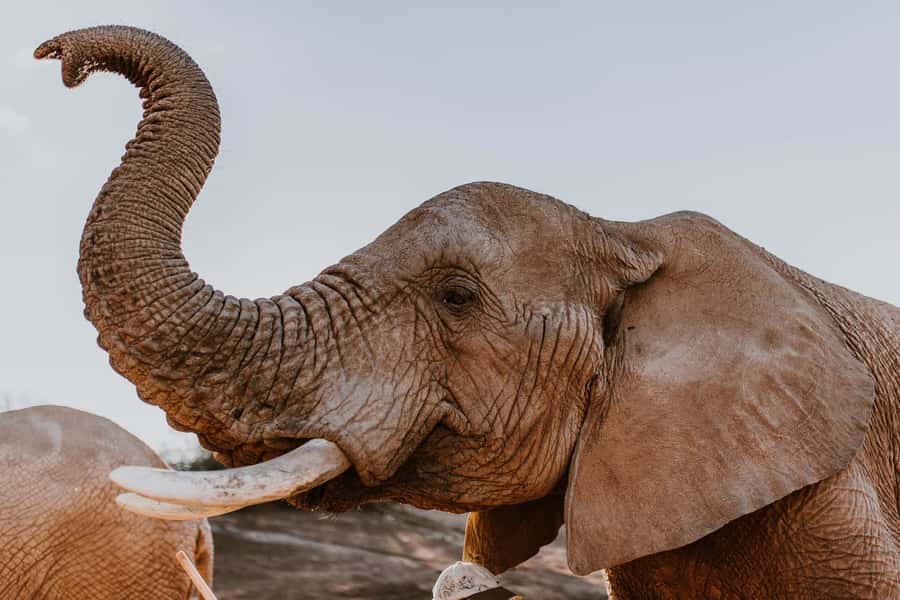 Cape Town: 2-Day Wildlife Tour with Safaris and Luxury Stay - Your night near Oudtshoorn: choose the level of comfort