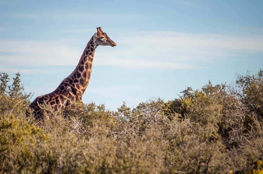Cape Town: 2-Day Wildlife Tour with Safaris and Luxury Stay - Route 62 gives the return drive some character