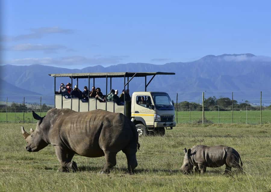 Cape Town: 2-Day Wildlife Tour with Safaris and Luxury Stay - Who should book this Western Cape safari?