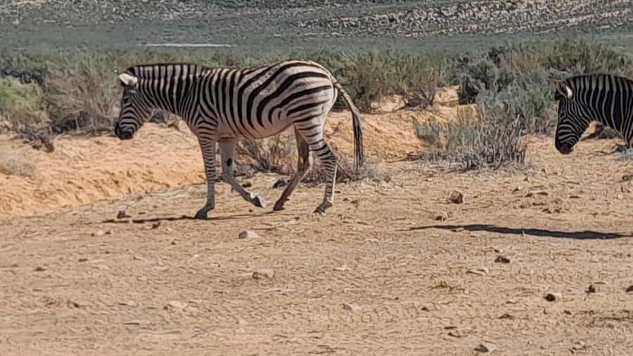 Cape Town big five safari with transport lunch Excl park fee - Key points to know before booking