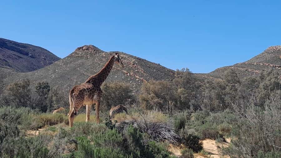 Cape Town big five safari with transport lunch Excl park fee - From Cape Town to the Karoo