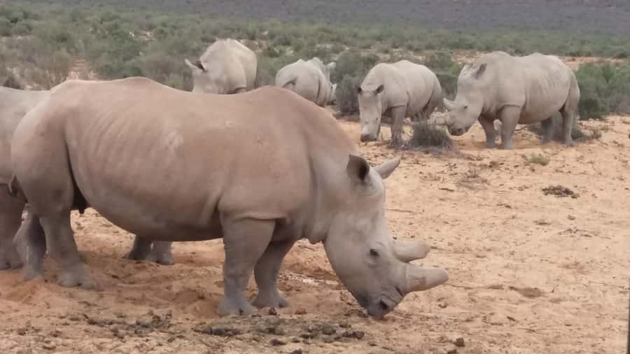 Cape Town big five safari with transport lunch Excl park fee - The 2.5-hour open-air game drive