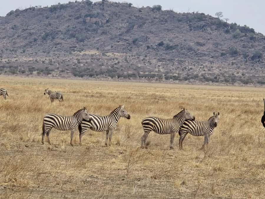 Cape Town big five safari with transport lunch Excl park fee - Lunch, pools, and the waiting time