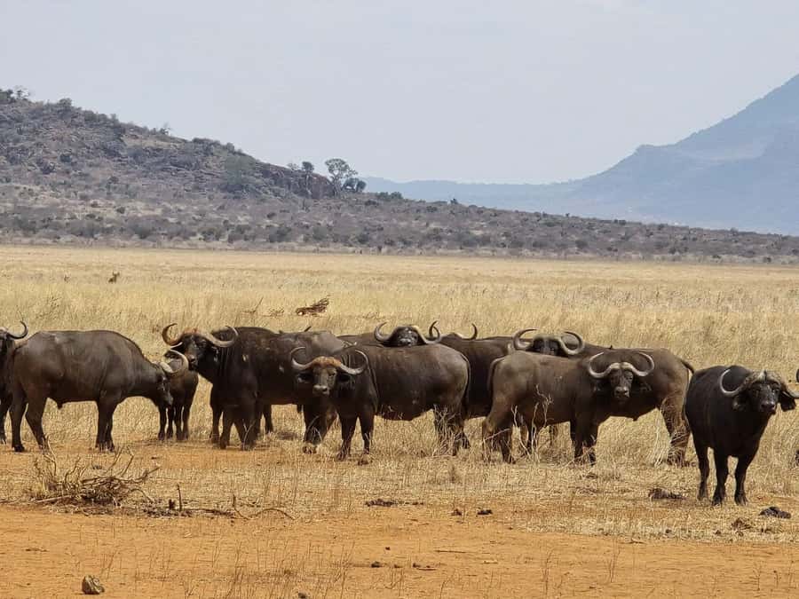 Cape Town big five safari with transport lunch Excl park fee - Arriving at Aquila Game Reserve