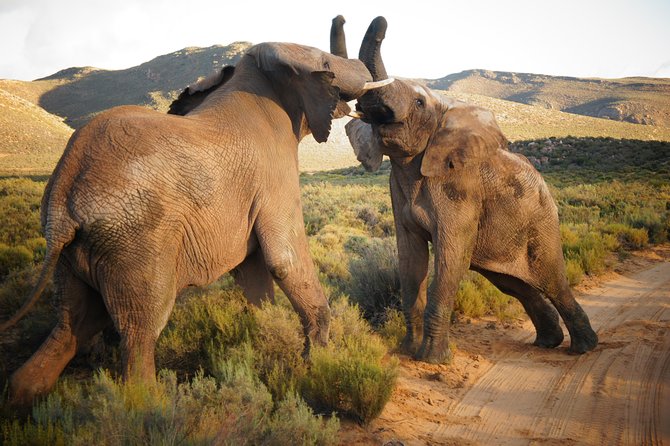 Cape Town Day Safari - Key points to know before you book