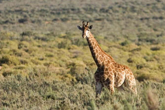 Cape Town Day Safari - Breakfast before the open-vehicle drive