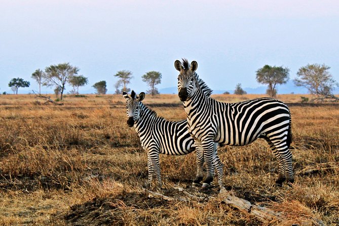 Cape Town Day Safari - Is $260.16 good value for a one-day safari?