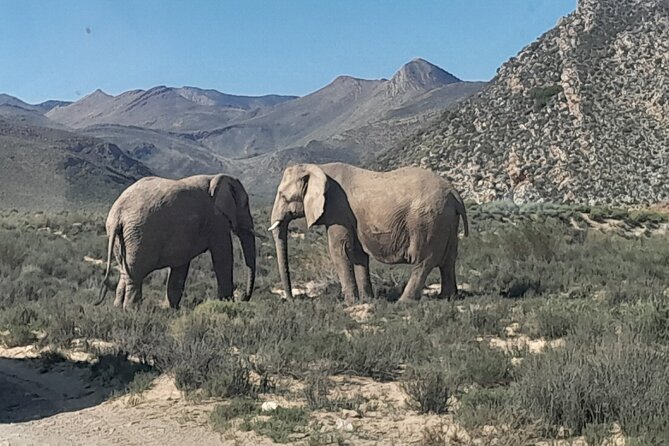 Cape Town Full Day Aquila reserve safari - A break near Worcester and the Ceres mountains