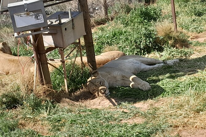 Cape Town Full Day Aquila reserve safari - The Aquila Private Game Reserve safari