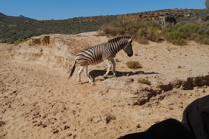 Cape Town Full Day Aquila reserve safari - Lunch, water, and the value of the package