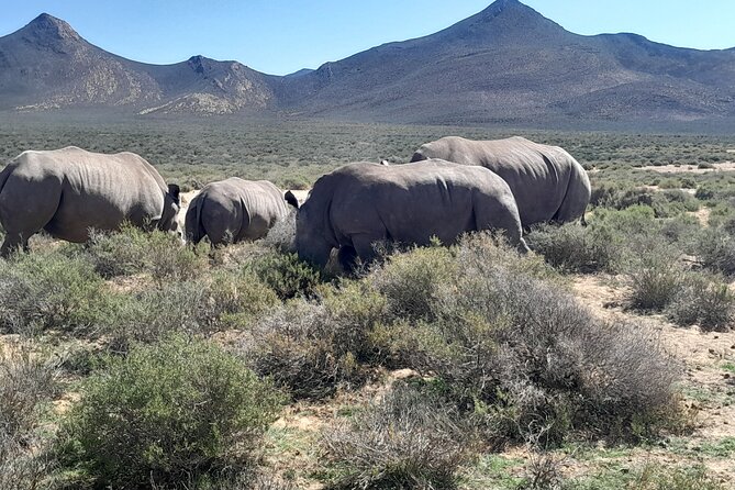 Cape Town Full Day Aquila reserve safari - The return journey to Cape Town