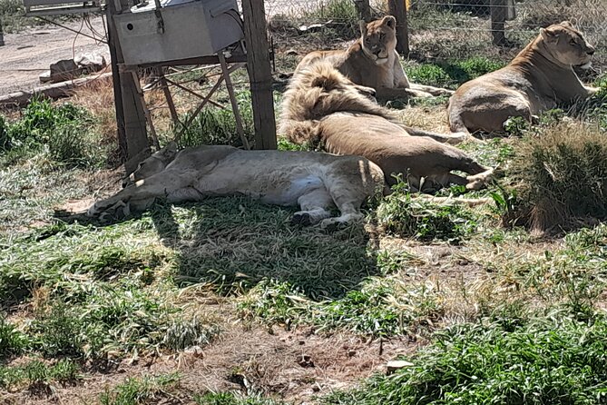 Cape Town Full Day Aquila reserve safari - Who will get the most from this safari?