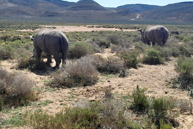 Cape Town Full Day Aquila reserve safari - What the strong feedback tells you