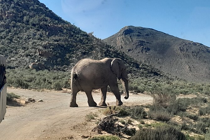 Cape Town Full Day Aquila reserve safari - Through Hex Pass into the Klein Karoo