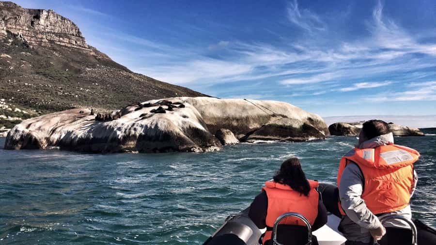 Cape Town: Marine Big 5 Ocean Safari from V&A Waterfront - The catamaran makes the short trip work
