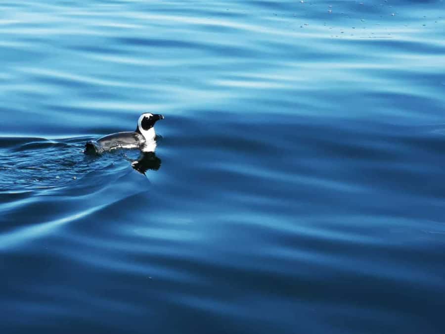 Cape Town: Marine Big 5 Ocean Safari from V&A Waterfront - Value at $68 per person