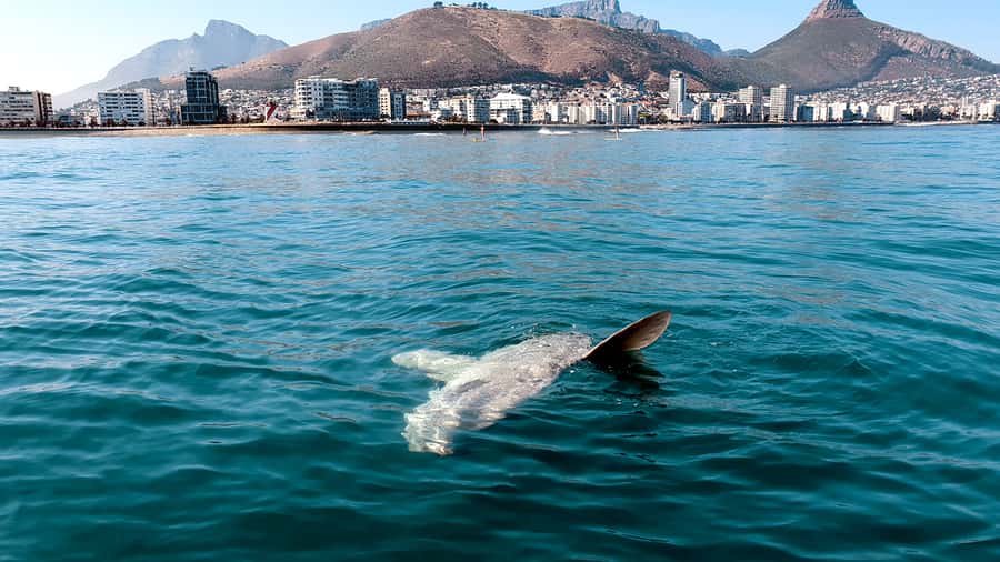 Cape Town: Marine Big 5 Ocean Safari from V&A Waterfront - Weather, clothing, and comfort