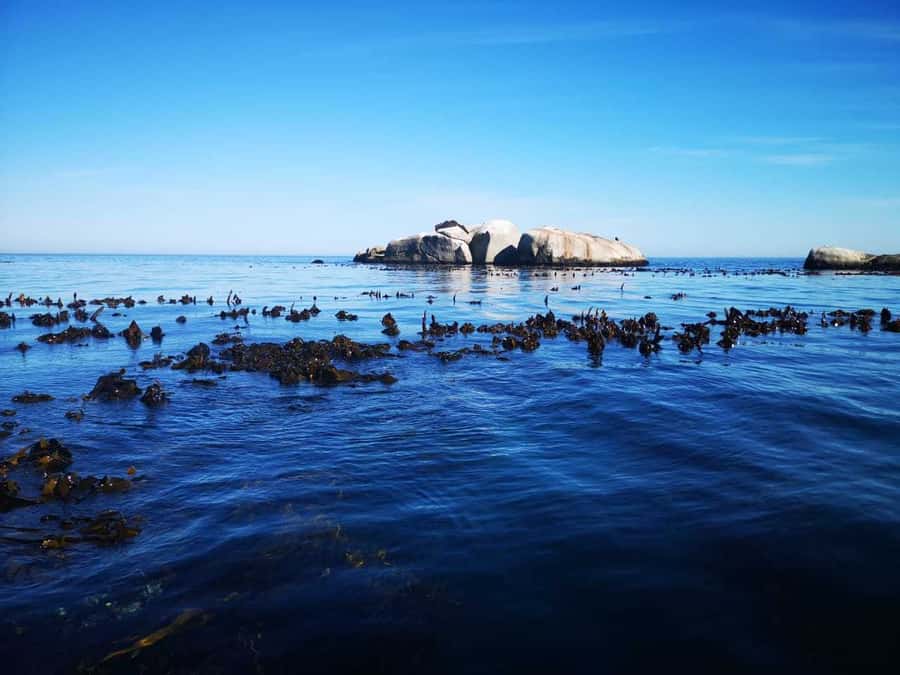 Cape Town: Marine Big 5 Ocean Safari from V&A Waterfront - Should you book the Cape Town Marine Big 5 safari?