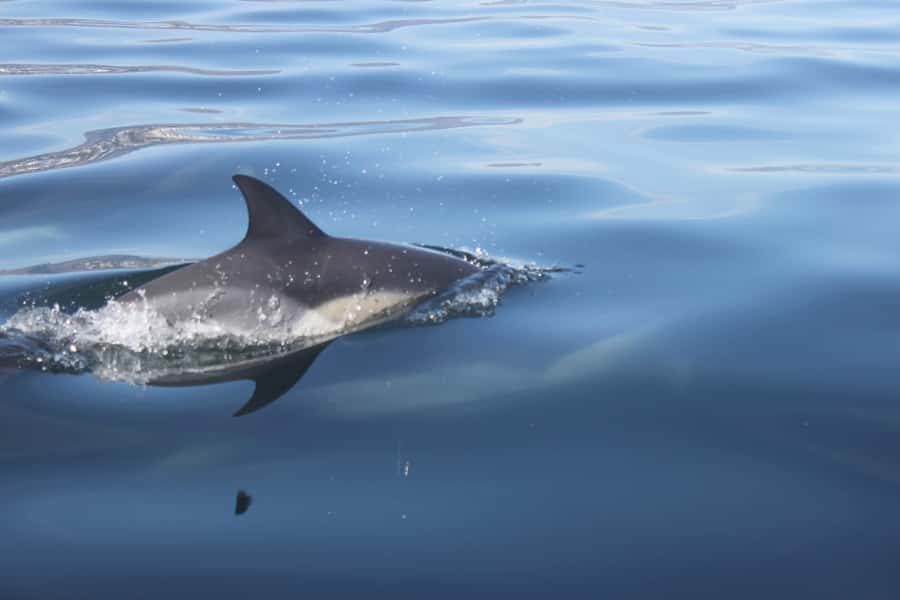 Cape Town: Marine Big 5 Ocean Safari from V&A Waterfront - The coastline is the first big attraction