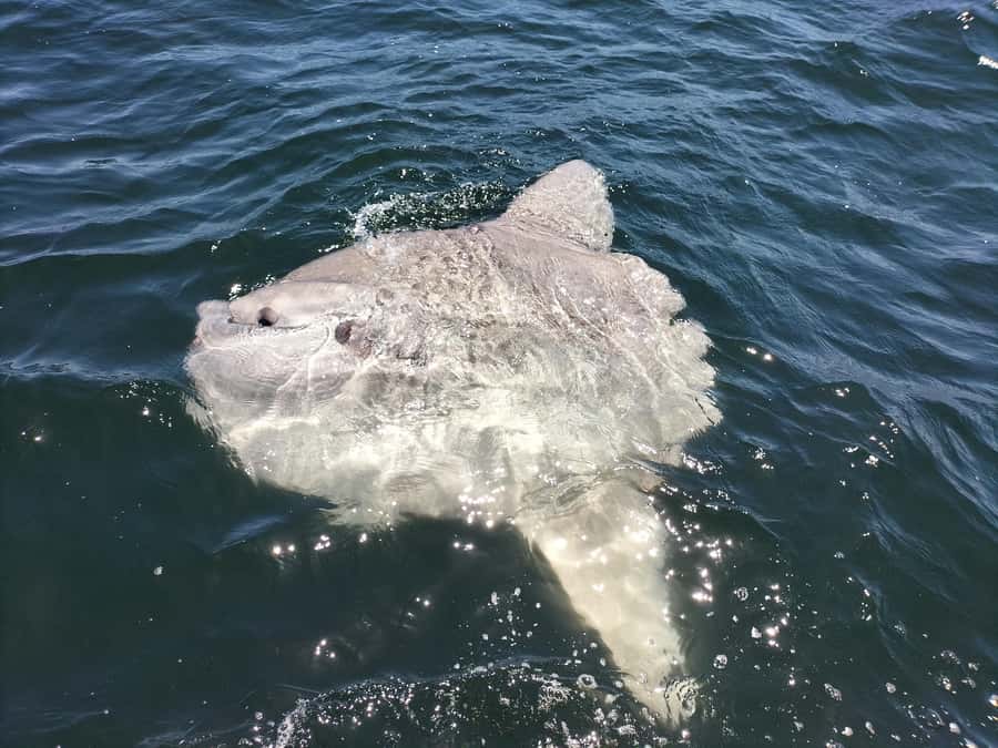 Cape Town: Marine Biologist Led Safari Tour - V&A Waterfront - Why this V&A Waterfront safari feels different