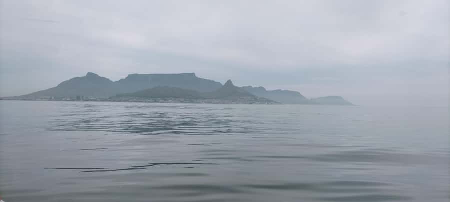 Cape Town: Marine Biologist Led Safari Tour - V&A Waterfront - When whales appear, the trip changes pace