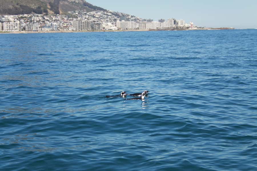 Cape Town: Marine Biologist Led Safari Tour - V&A Waterfront - What your $84 is really buying