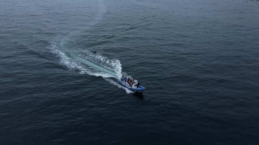 Cape Town: Marine Biologist Led Safari Tour - V&A Waterfront - Who will get the most from this trip
