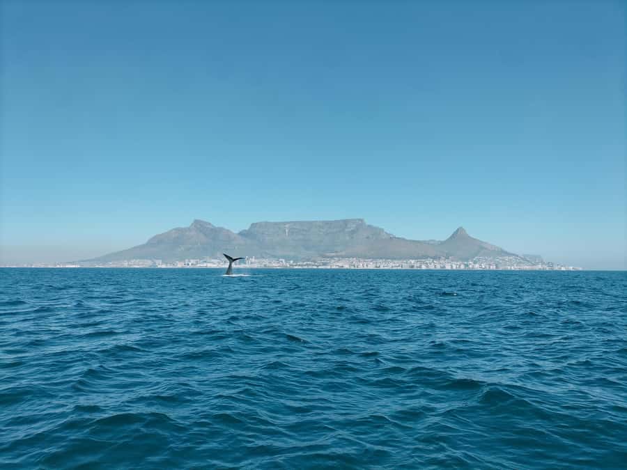 Cape Town: Marine Biologist Led Safari Tour - V&A Waterfront - Meeting at the Marina Swing Bridge