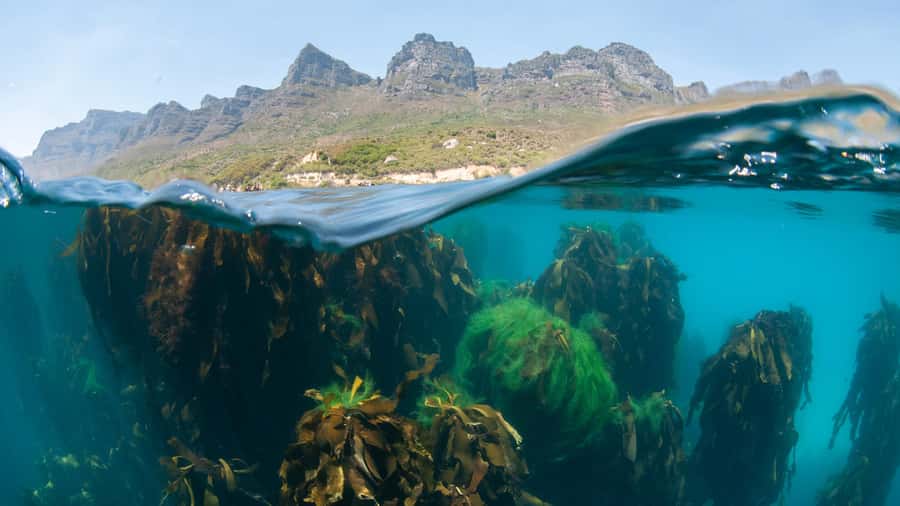Cape Town: Ocean Safari in Hout Bay - Leaving the Animal Ocean centre in Hout Bay