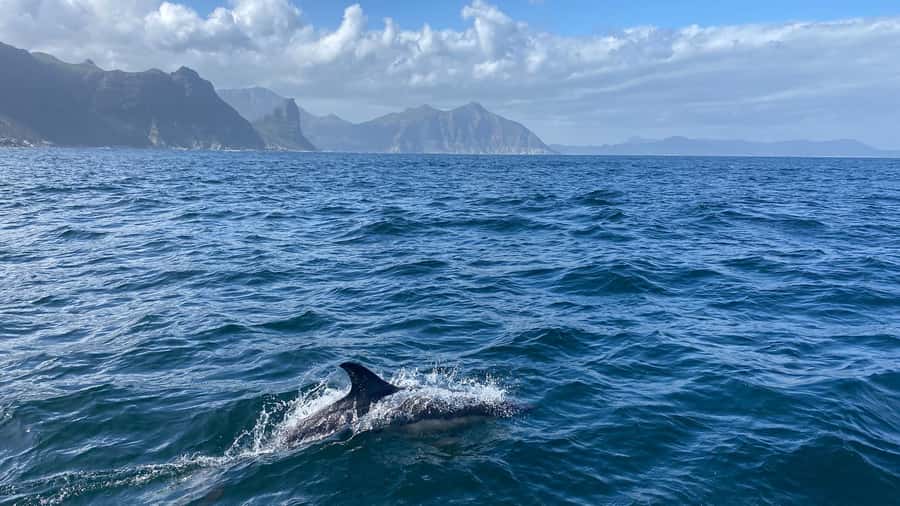 Cape Town: Ocean Safari in Hout Bay - What the four hours really include