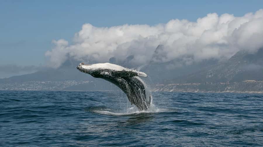 Cape Town: Ocean Safari in Hout Bay - Is $186 a fair price?