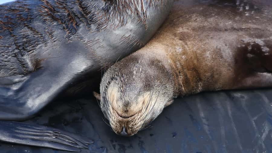 Cape Town: Ocean Safari in Hout Bay - Who will enjoy this most