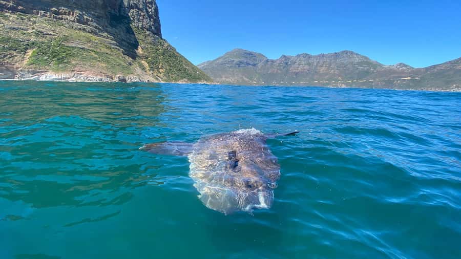Cape Town: Ocean Safari in Hout Bay - Practical booking advice before you go