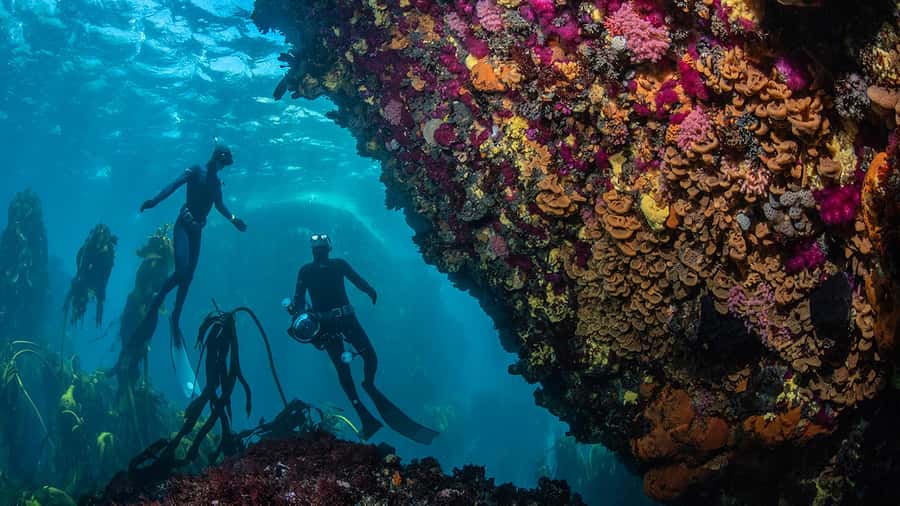 Cape Town: Ocean Safari in Hout Bay - Should you book the Hout Bay ocean safari?