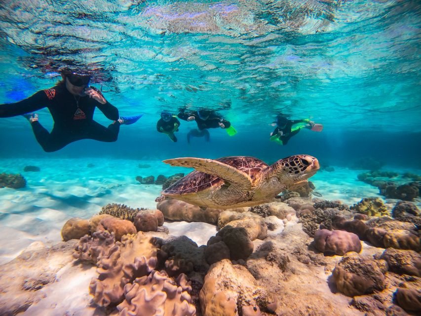 Cape Tribulation Ocean Safari - Great Barrier Reef Adventure - What the $146 price includes