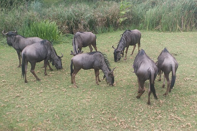 Captivating Safari Lion Park Experience (Half Day Guided Tour) - The drive from Johannesburg with Solly or Bryan