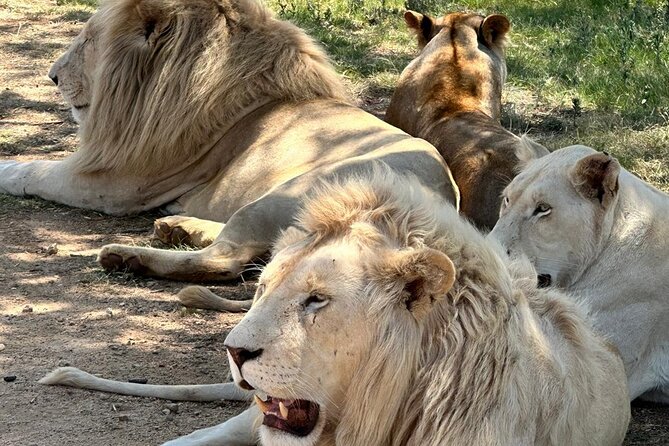 Captivating Safari Lion Park Experience (Half Day Guided Tour) - The photo opportunities are genuinely strong
