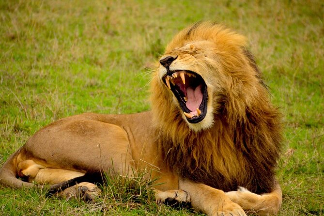 Captivating Safari Lion Park Experience (Half Day Guided Tour) - Conservation value and the zoo-like concern