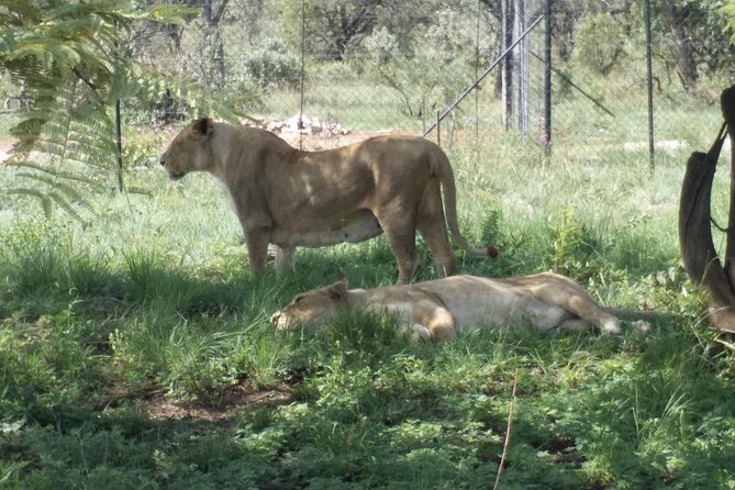 Captivating Safari Lion Park Experience (Half Day Guided Tour) - Who should book this experience?